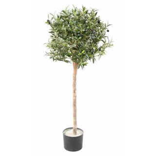 Olivovník prírodný kmeň, 120cm
