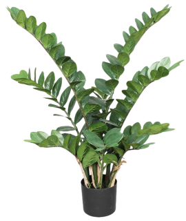 Zamiifolia - Zamioculcas str. zelená, 90cm