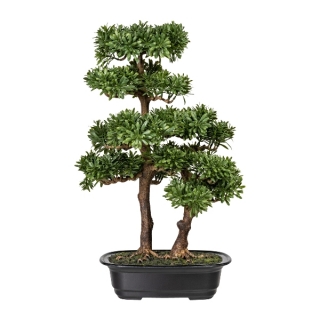 Bonsaj podocarpus, 45cm