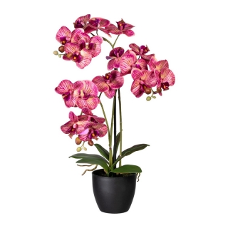 Orchidea ružová, 65cm