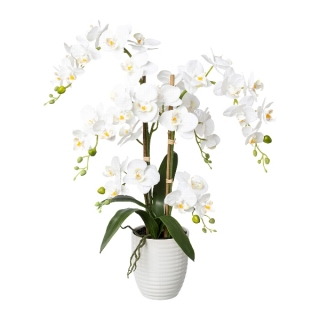 Orchidea biela v kvetináči, 67cm