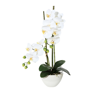 Orchidea biela v kvetináči, 50cm