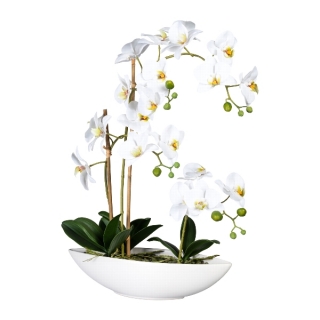 Orchidea Môrovec biely v miske, 60cm