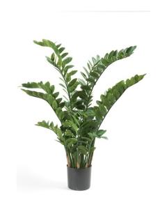Zamiifolia - Zamioculcas, 130cm