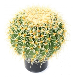 Kaktus gule v kvetináči, 40cm