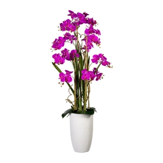 Orchidea Můrovec fialová, aranžmán vo váze, 160cm