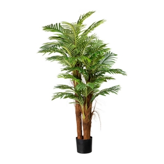 Areca palma 3 kmene, 160cm