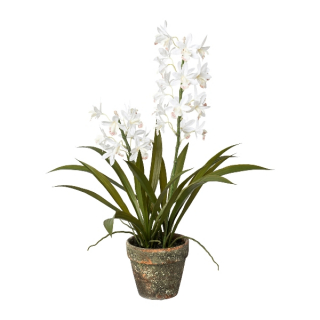 Člnatec orchidea biela v kvetináči, 50cm