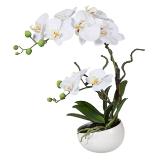 Orchidea Můrovec biely v kvetináči, 42cm