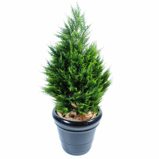 Cyprus Juniperus, 105cm