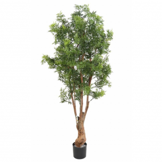 Aralia Ming Nitída TN UV, 170cm