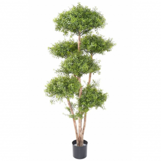 Eukalyptus M strom 6 korún, 160 cm
