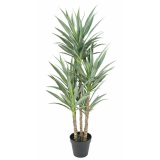 Yucca palma, 150cm