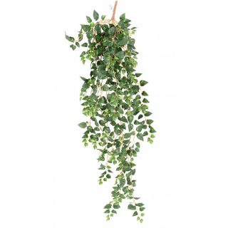 Popínavý Pothos Mini žíhaný, 110cm