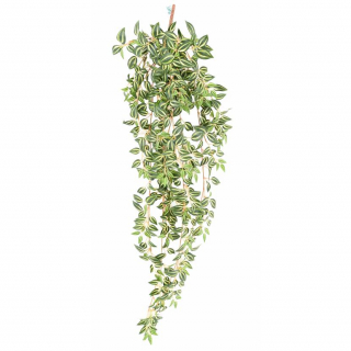 Popínavá Tradescantia, 110cm