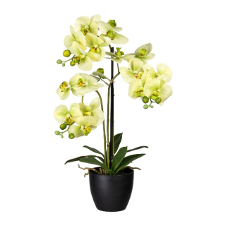 Orchidea zelená, 65cm