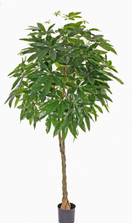 Pachira strom deluxe, 180cm