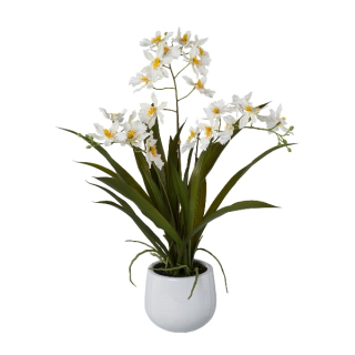 Orchidea Gambia biela v kvetináči, 50cm