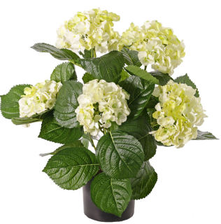 Hortenzia krémová luxe v kvetináči, 36cm