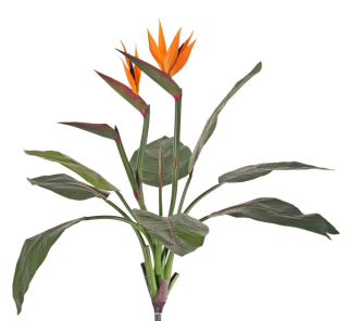 Strelitzia luxe - 2 kvety, 70cm