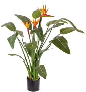 Strelitzia luxe v kvetináči, 3 kvety, 110cm