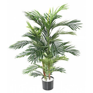 Areca palma 2 kmene, 120cm