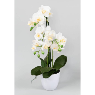 Orchidea biela v kvetináči, 60cm