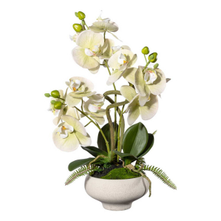 Orchidea zelená v miske, 50cm