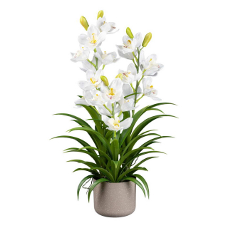 Cymbidium biela v kvetináči, 70cm
