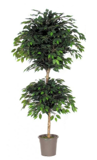 Fikus dvojitá koruna, 180cm