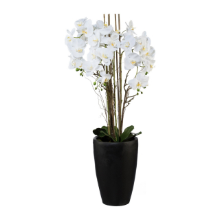 Orchidea biela v čiernom kvetináči, 120cm