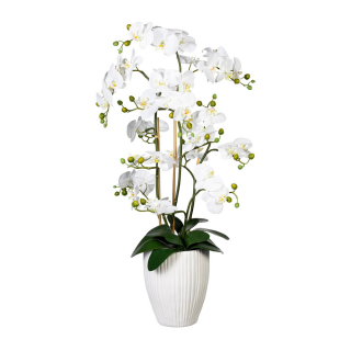 Orchidea biela, aranžmán vo váze, 110cm