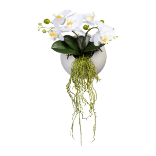 Orchidea biela v kvetináči na stenu, 25cm