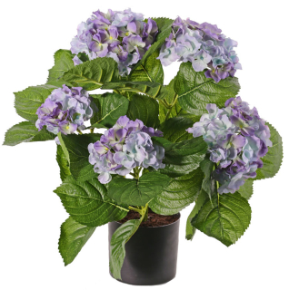 Hortenzia modrá luxe v kvetináči, 36cm