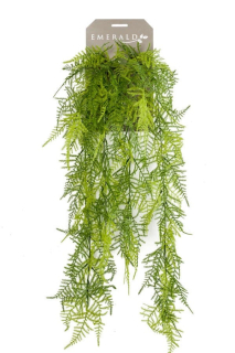 Popínavý Asparagus, 80cm
