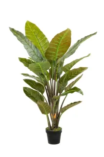 Strelícia palma 19 listov, 135cm