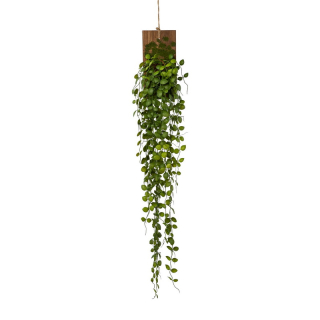 Muehlenbeckia popínavá rastlina, 123cm