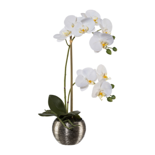 Orchidea biela v kvetináči, 42cm