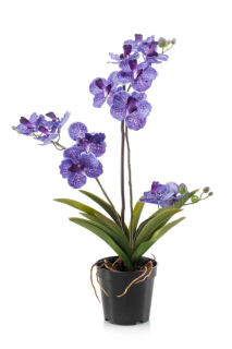Orchidea modrá, 60cm