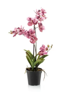 Orchidea ružová, 60cm