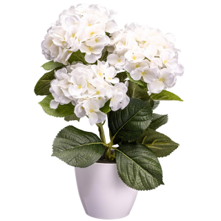 Hortenzia biela v bielom kvetináči, 32cm