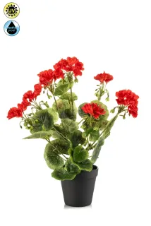 Geránium červená vonkajšia v kvetináči, 38cm