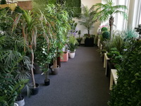 SHOWROOM umělé rostliny a zelené stěny